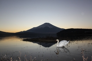 夕方に白鳥と1.jpg